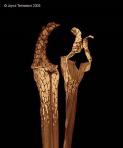 Image description is not available for 2015.034